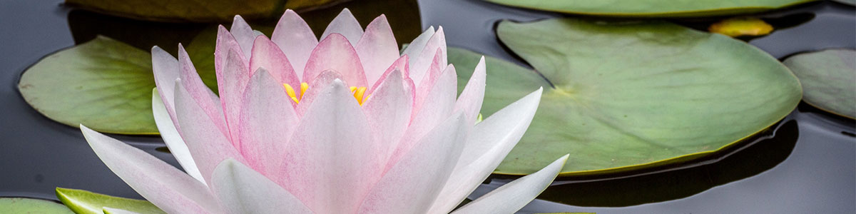 Prayer and Meditation