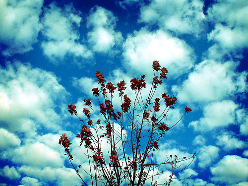Contentment