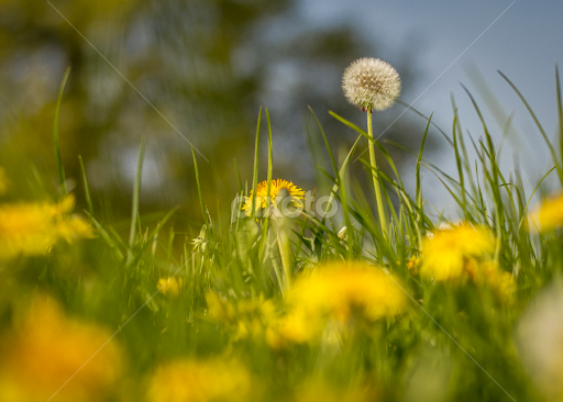 Dandelion Strong