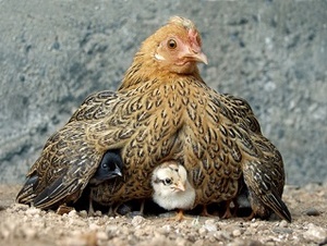 Under His Wings