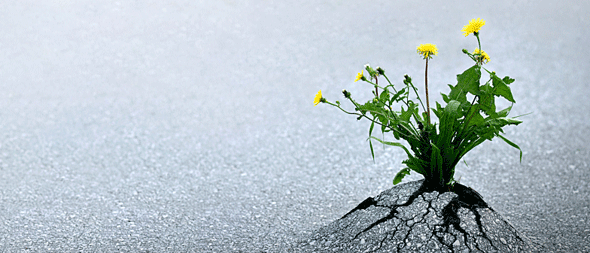 Miracle Grow