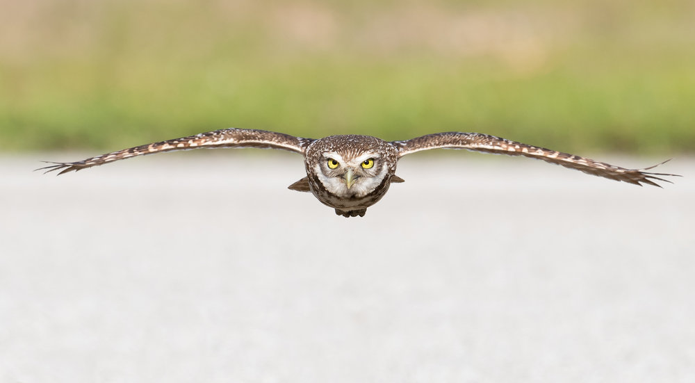 Hoot Hoot