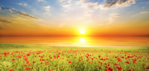 Calming Peace