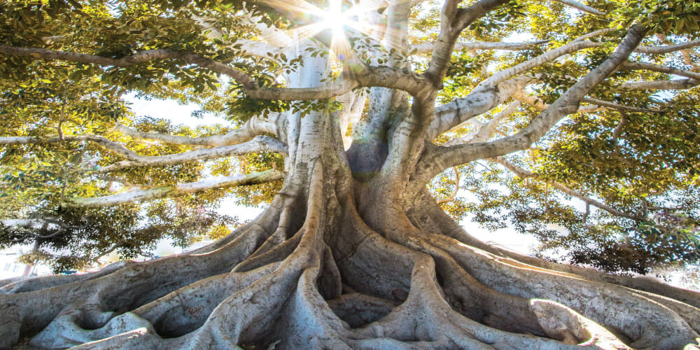 Rooted In Faith