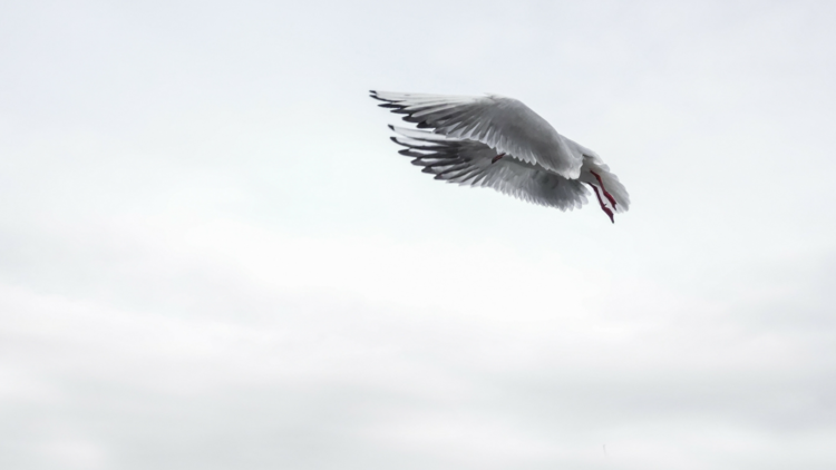 Under His Wings