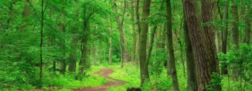 Our Best Form of Action